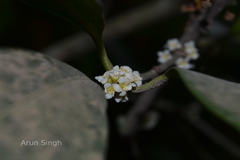 Microtropis latifolia